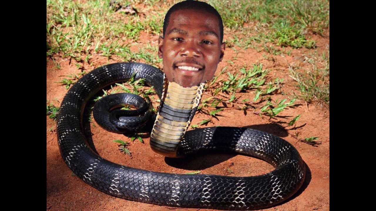 KD is a snake